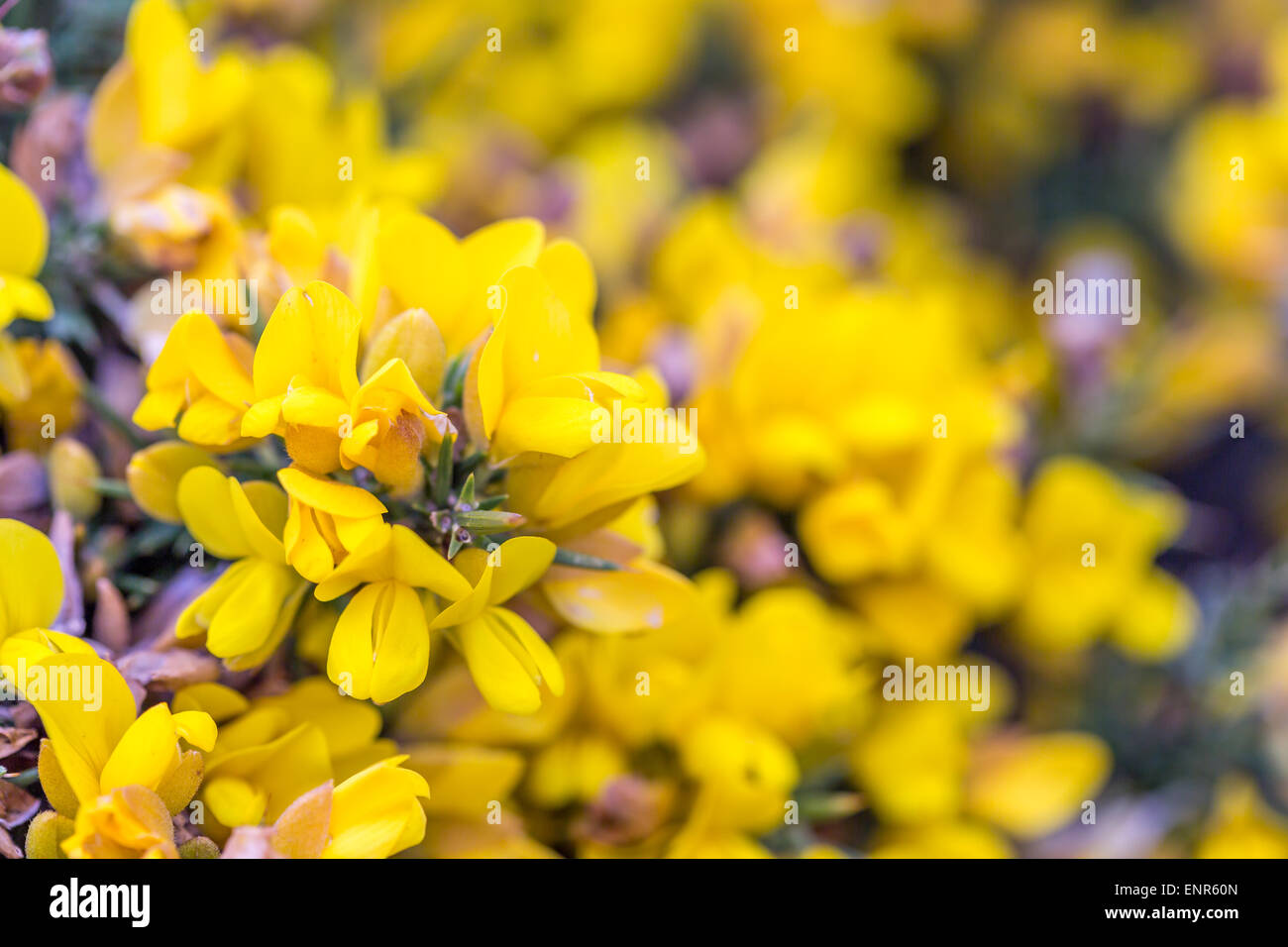 wild gorse bright yellow flowers Stock Photo Alamy