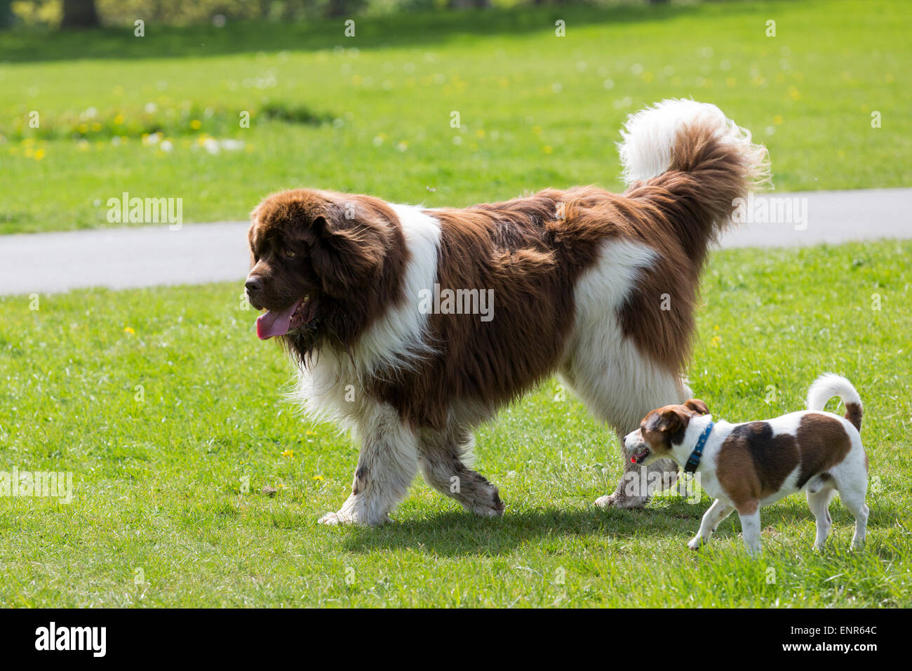 small dog and big dog