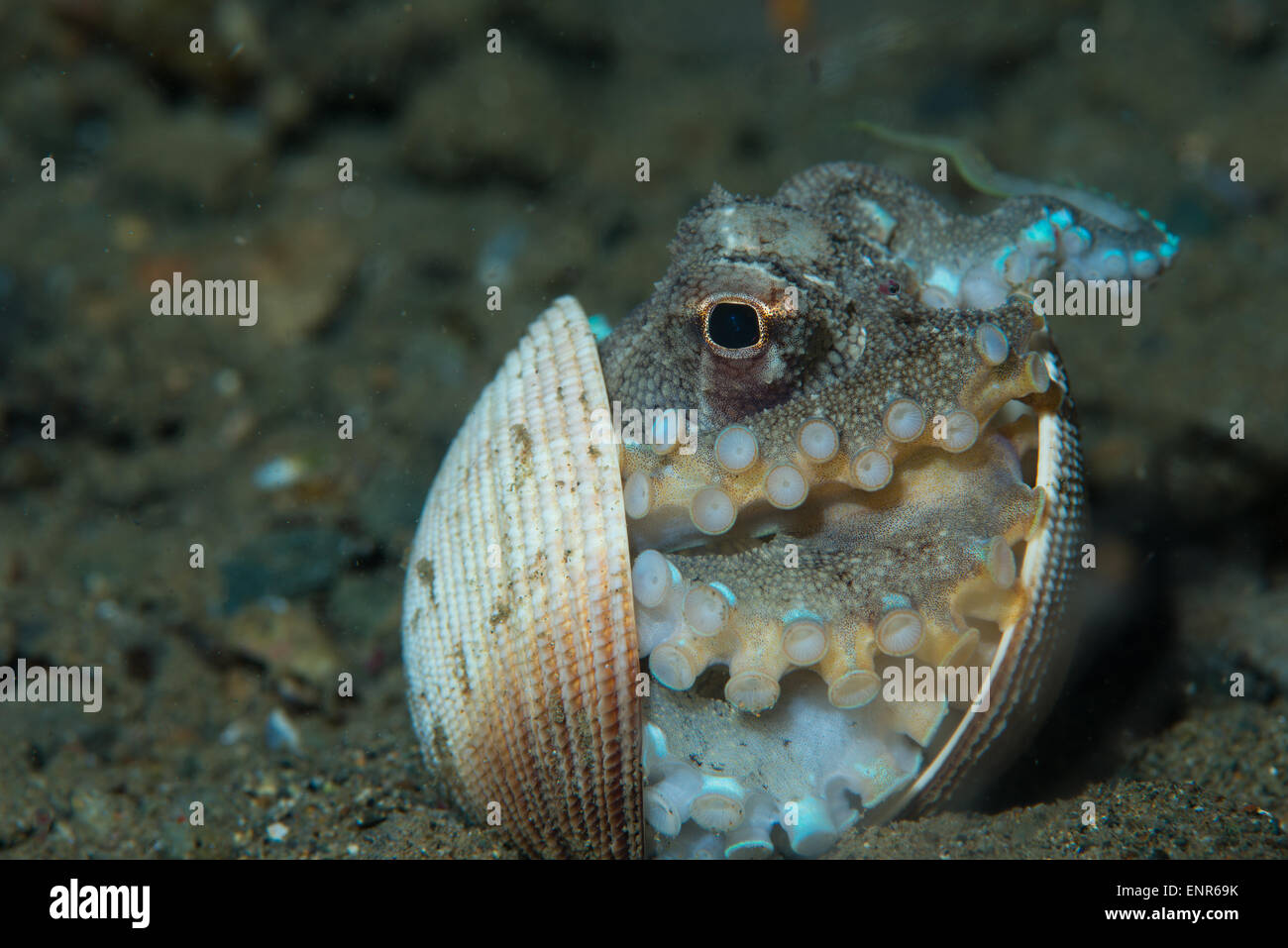 A coconut octopus using a shell to protect itself Stock Photo - Alamy