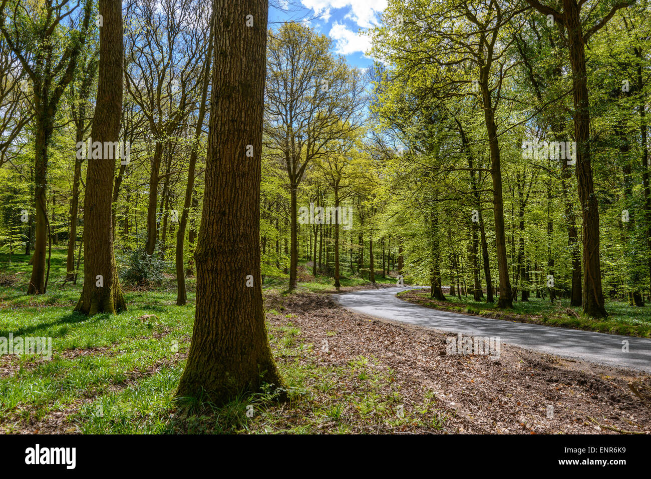 Country road through Forest of Dean , Gloucestershire England UK in springtime Stock Photo