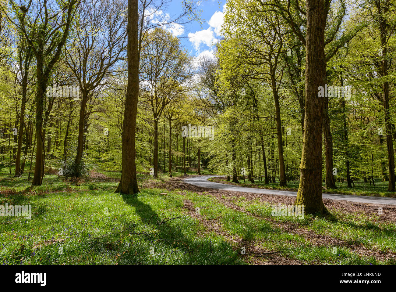 Country road through Forest of Dean , Gloucestershire England UK in springtime Stock Photo