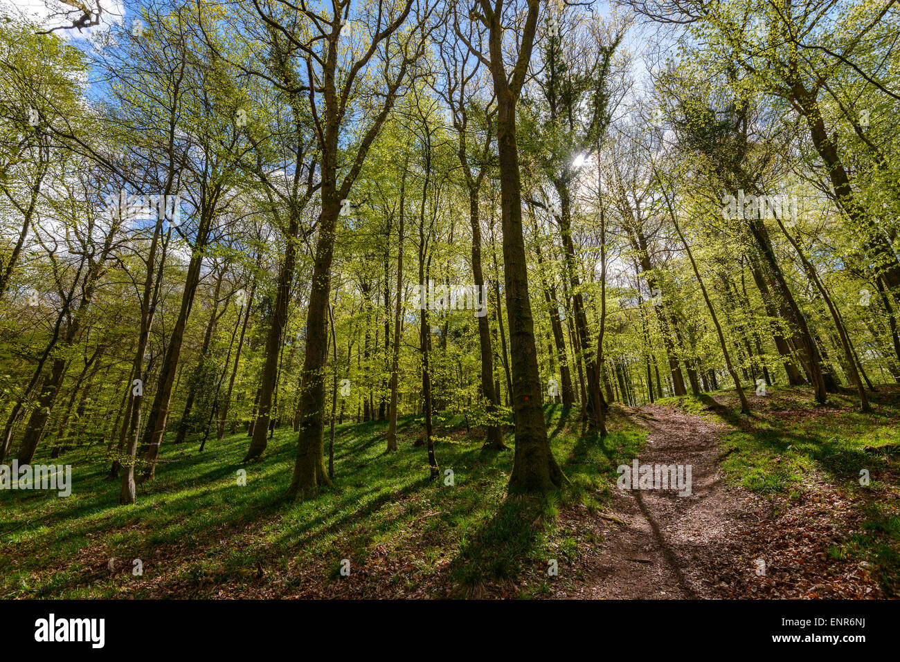 Forest of Dean in early spring with new young foliage, pale green and path leading through wood Gloucestershire England UK Stock Photo
