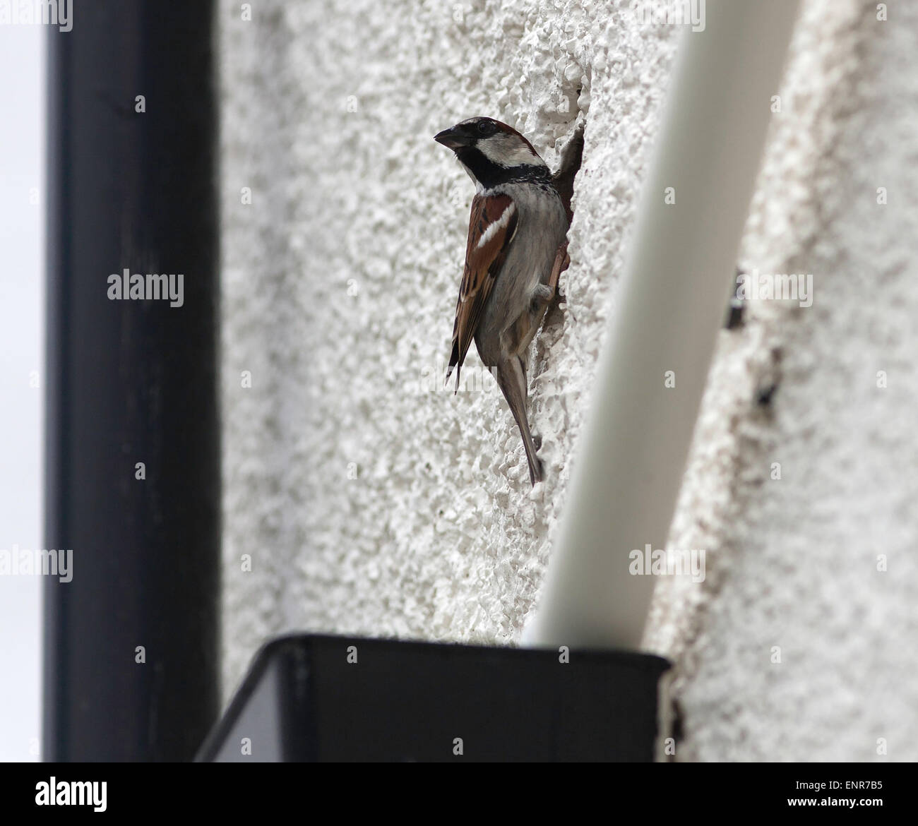 The house sparrow is a bird of the sparrow family Passeridae, Passer domesticus, seen by his nest in a hole in a house wall. Stock Photo