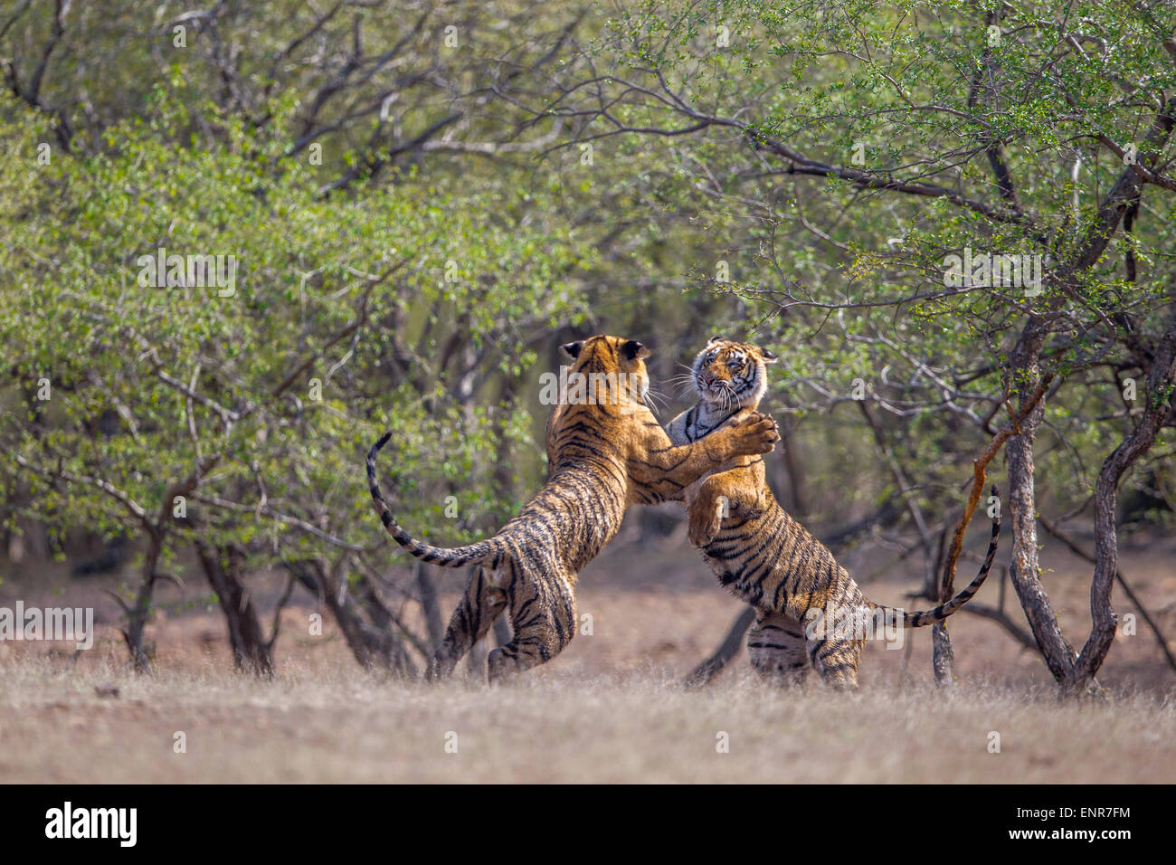 Bengal Tiger siblings in a Playful fight, at Ranthambhore forest ...