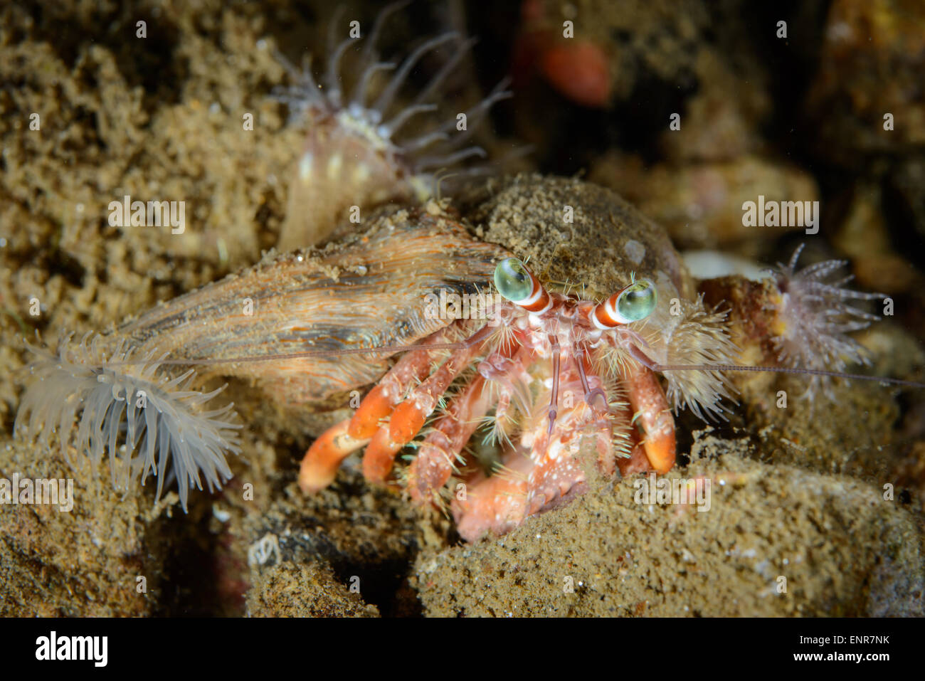 A hermit crab during night dive. It has got an anemone on both sides of ...