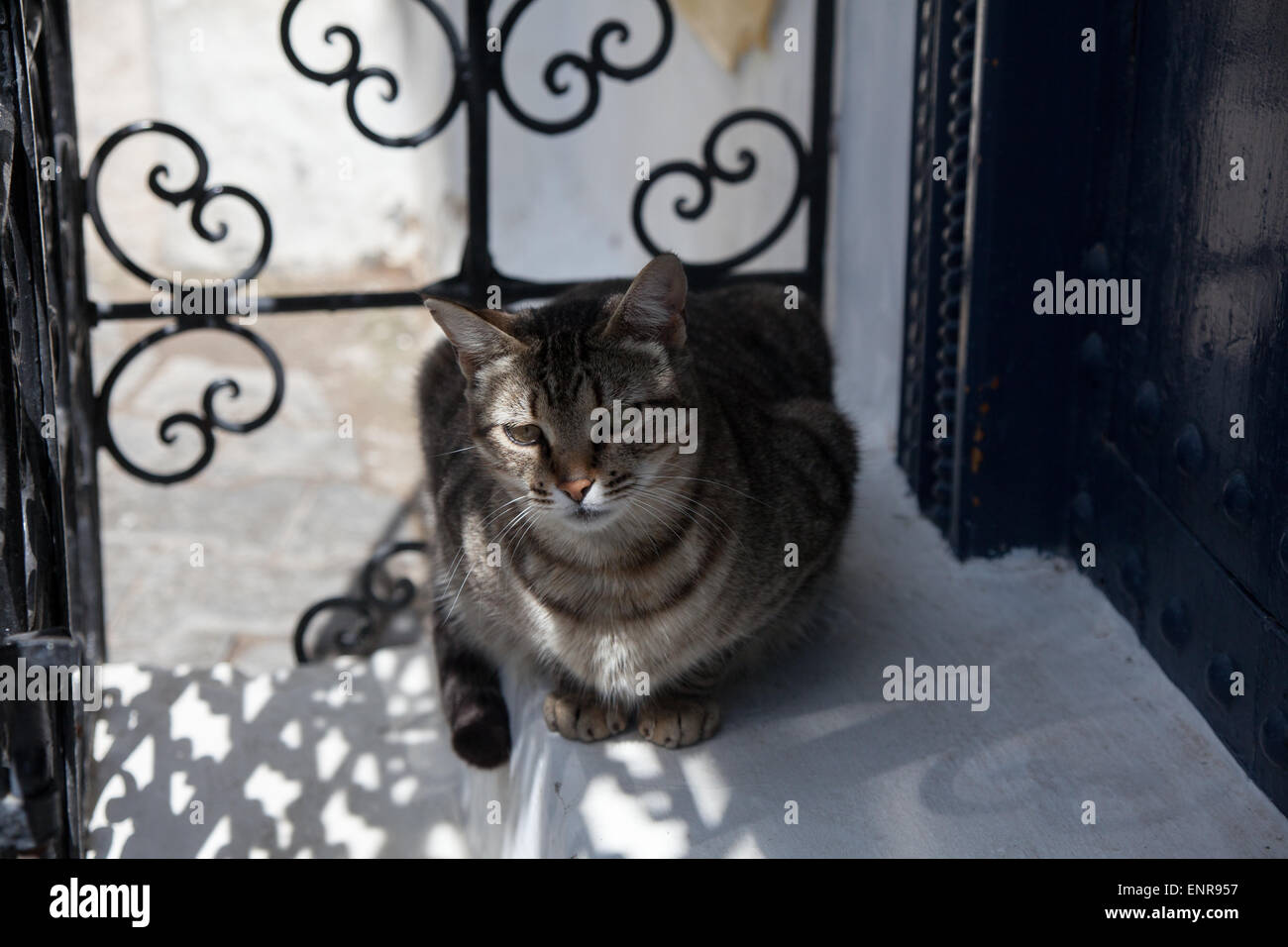 cat hiding in the shadows in Morocco Stock Photo - Alamy