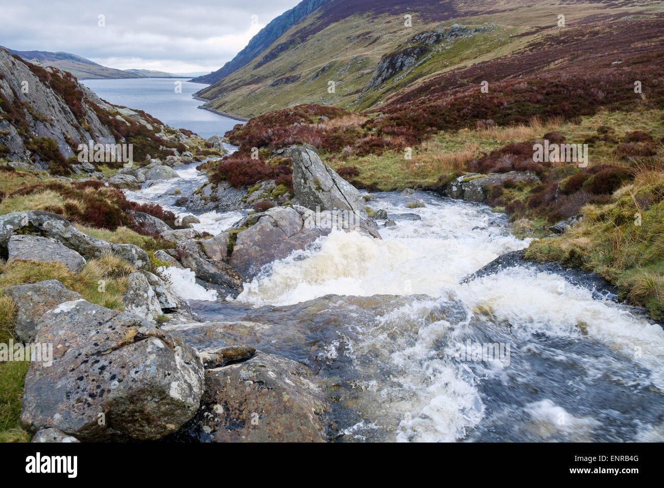 Fast flowing water in rocky mountain stream feeding Llyn Cowlyd Reservoir after rain in Carneddau mountains of Snowdonia National Park Eryri Wales UK Stock Photo