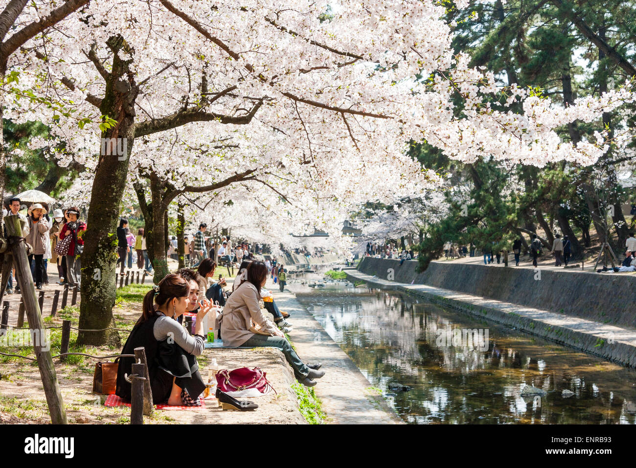 Crowded springtime scene of people walking under rows of cherry blossom tress while others sitting in groups picnicking by the Shukugawa river, Japan. Stock Photo