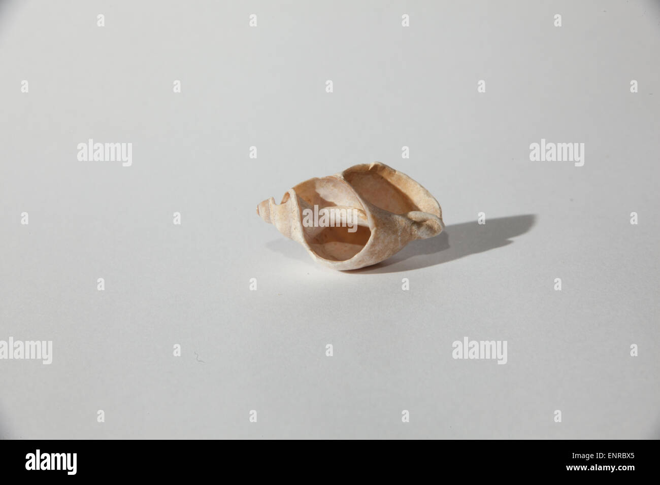 Broken Sea Shell Close Up High Resolution Stock Photography and Images ...