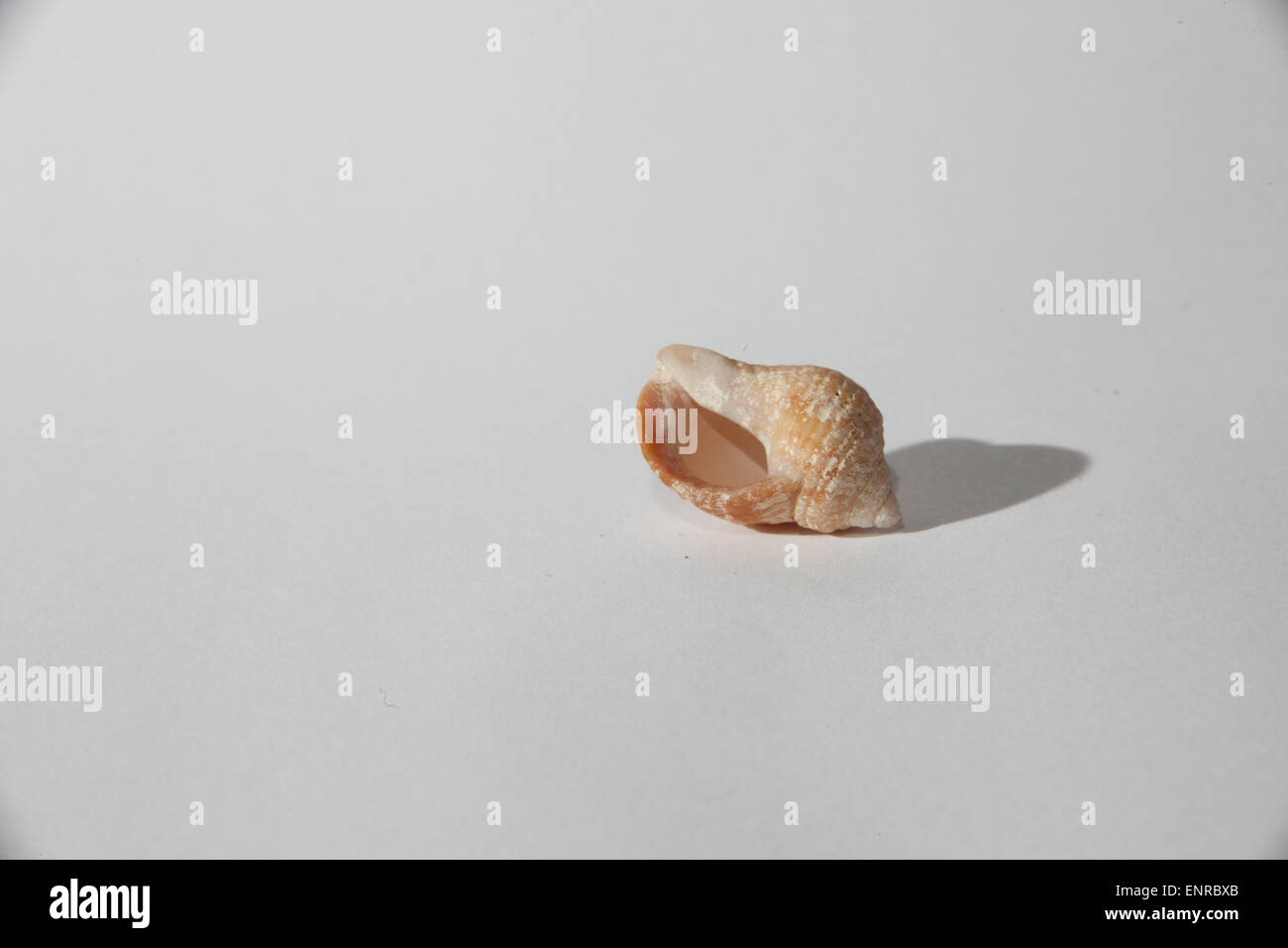 Studio shot of a shell Stock Photo - Alamy