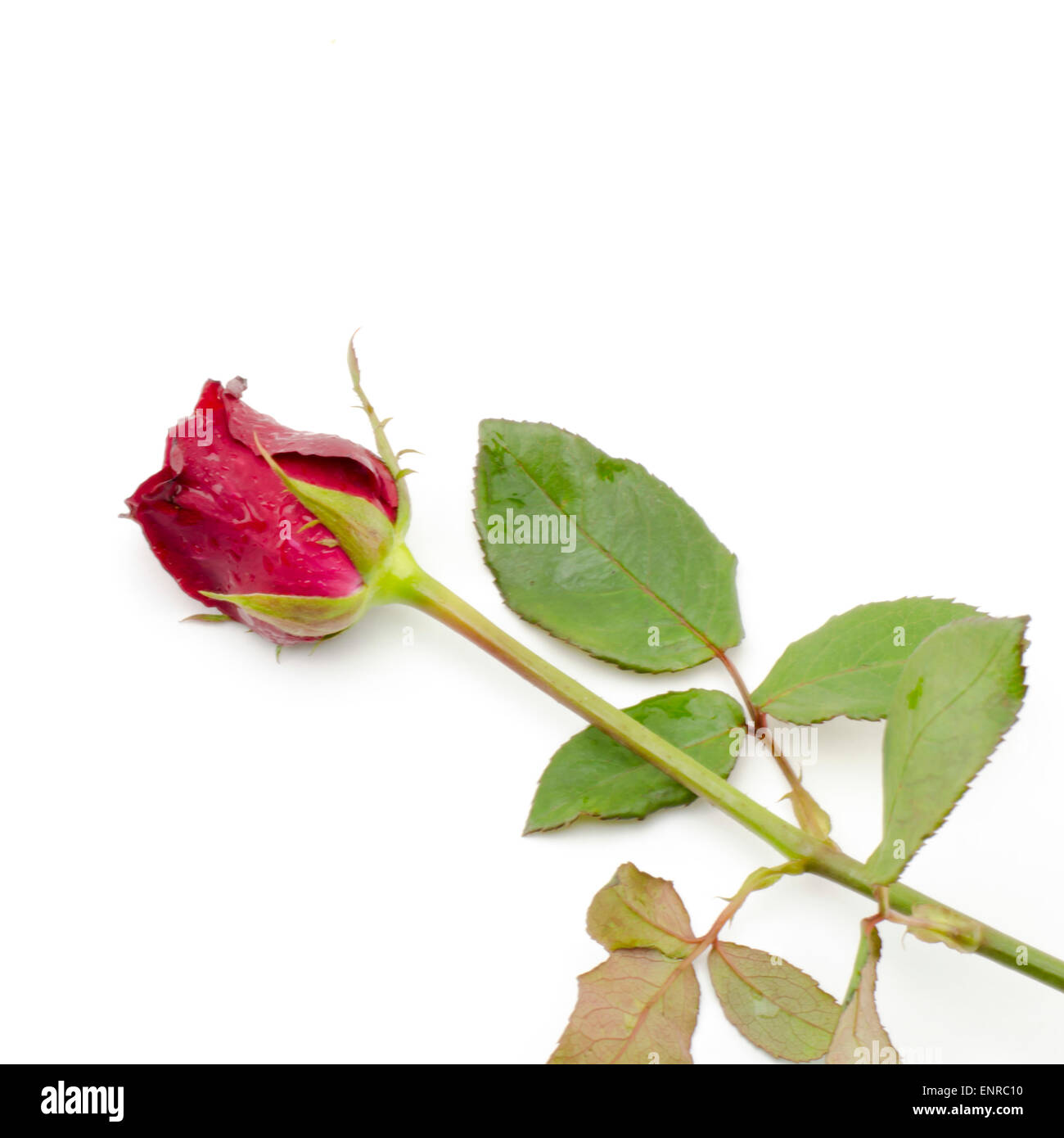 beautiful rose flower isolated on white background Stock Photo - Alamy