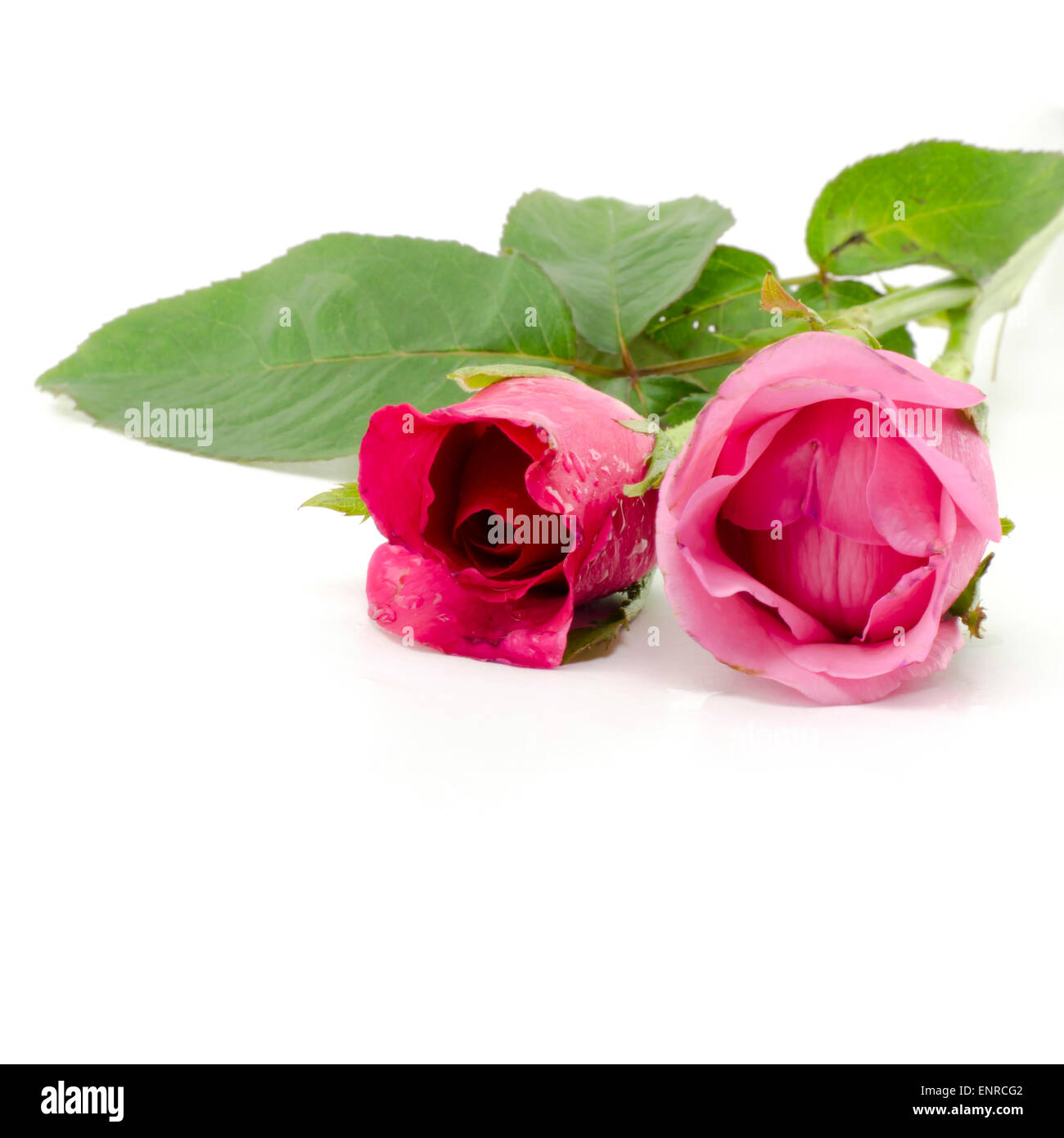 beautiful rose flower isolated on white background Stock Photo - Alamy