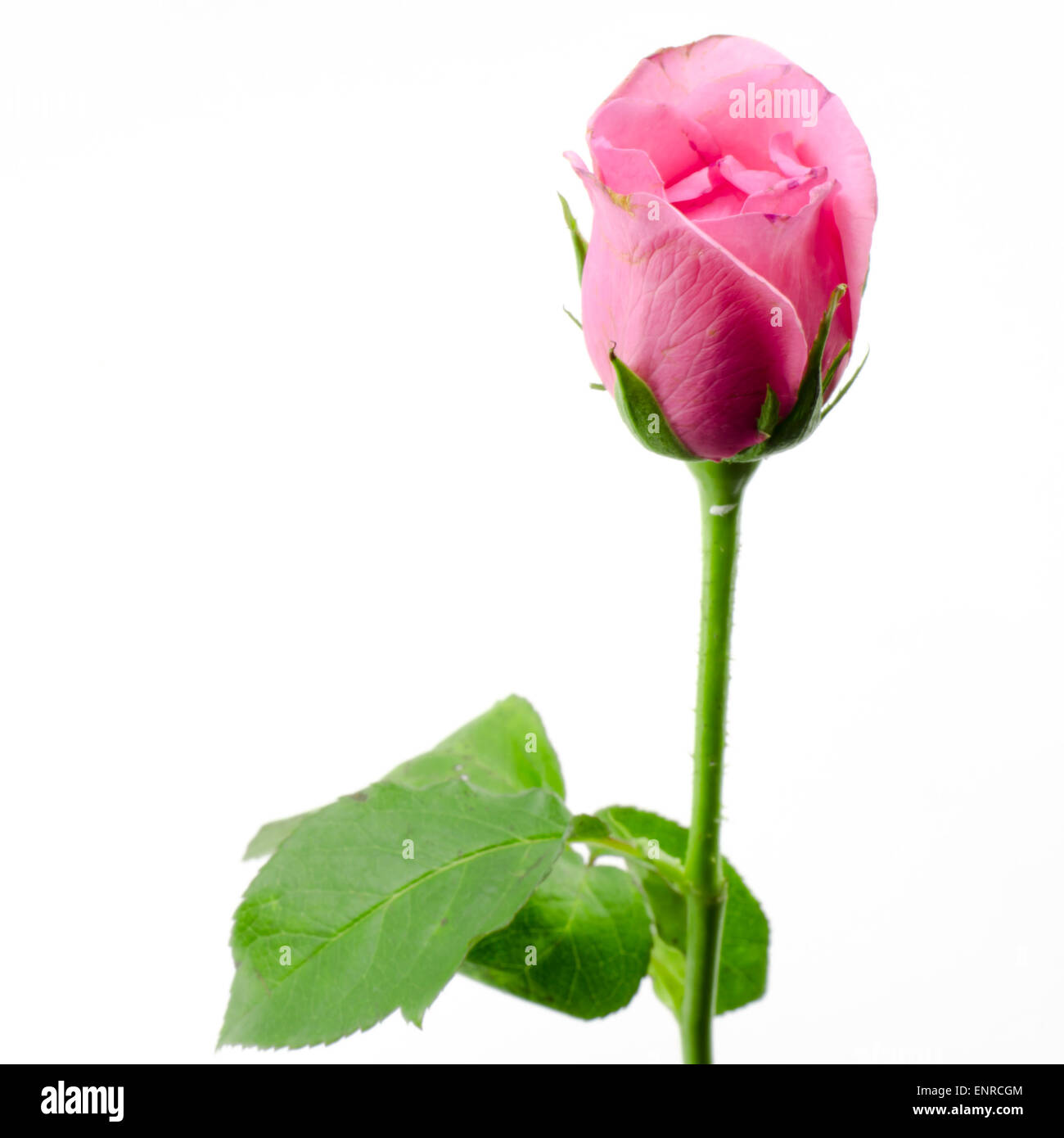 beautiful rose flower isolated on white background Stock Photo - Alamy