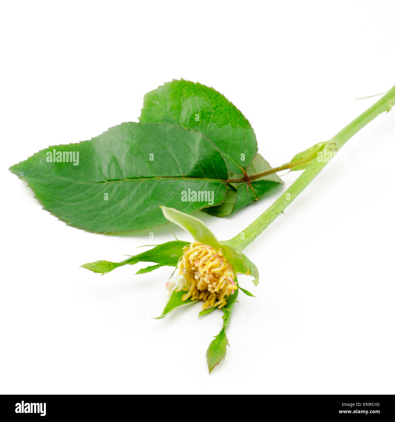 beautiful rose flower isolated on white background Stock Photo - Alamy