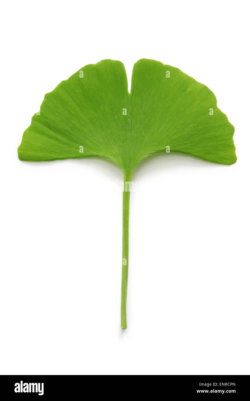 ginkgo biloba leaf isolated on white background Stock Photo