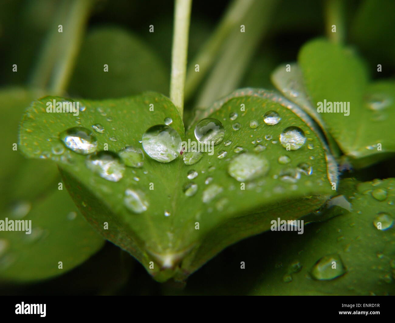 Raindrops on leaves Stock Photo