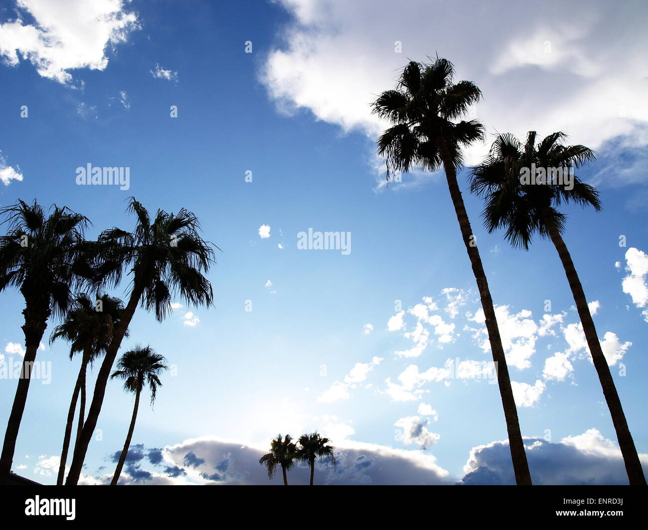 Palm trees with blue sky and clouds Stock Photo - Alamy