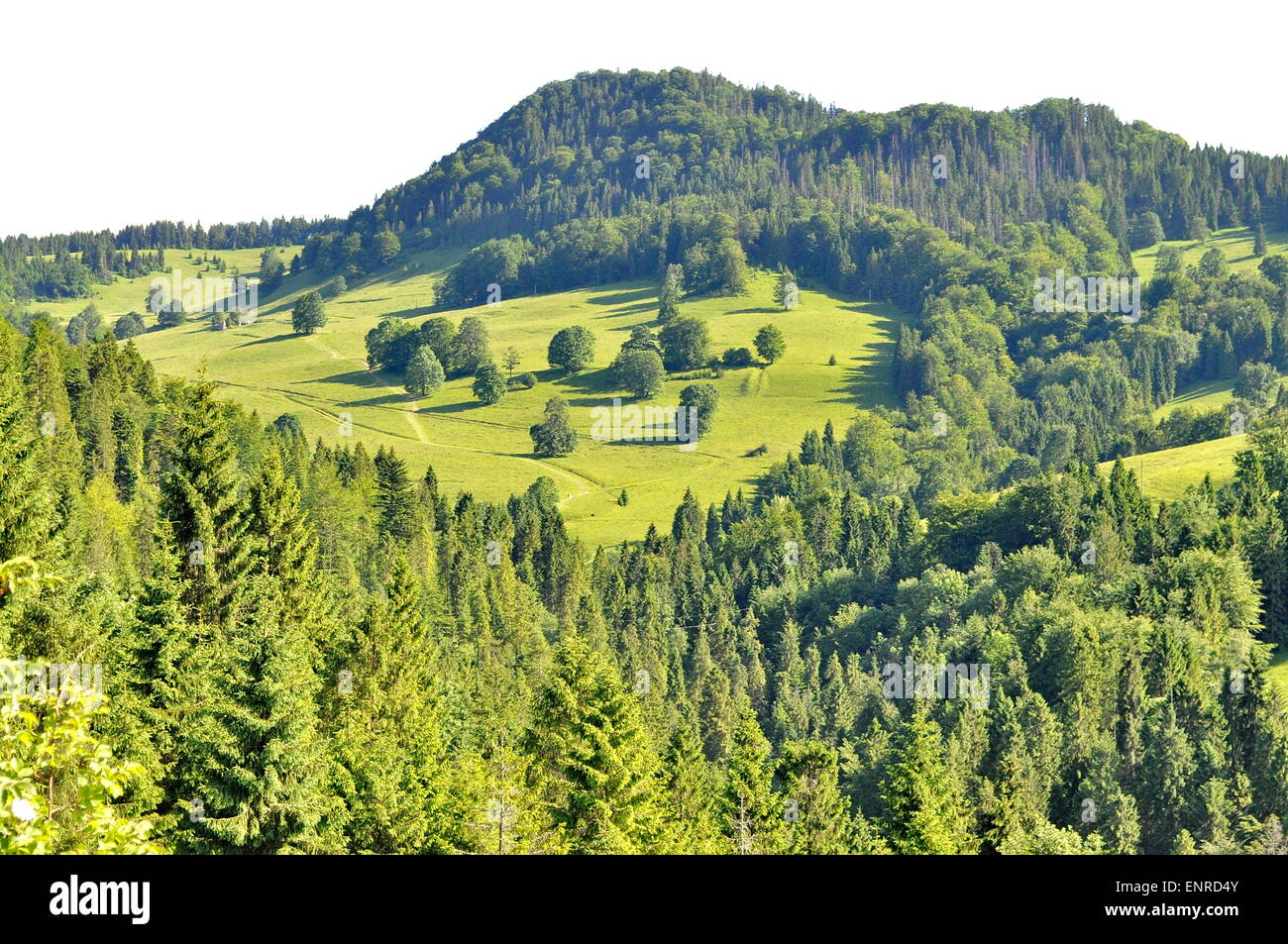 Big green hill with tree hi-res stock photography and images - Alamy