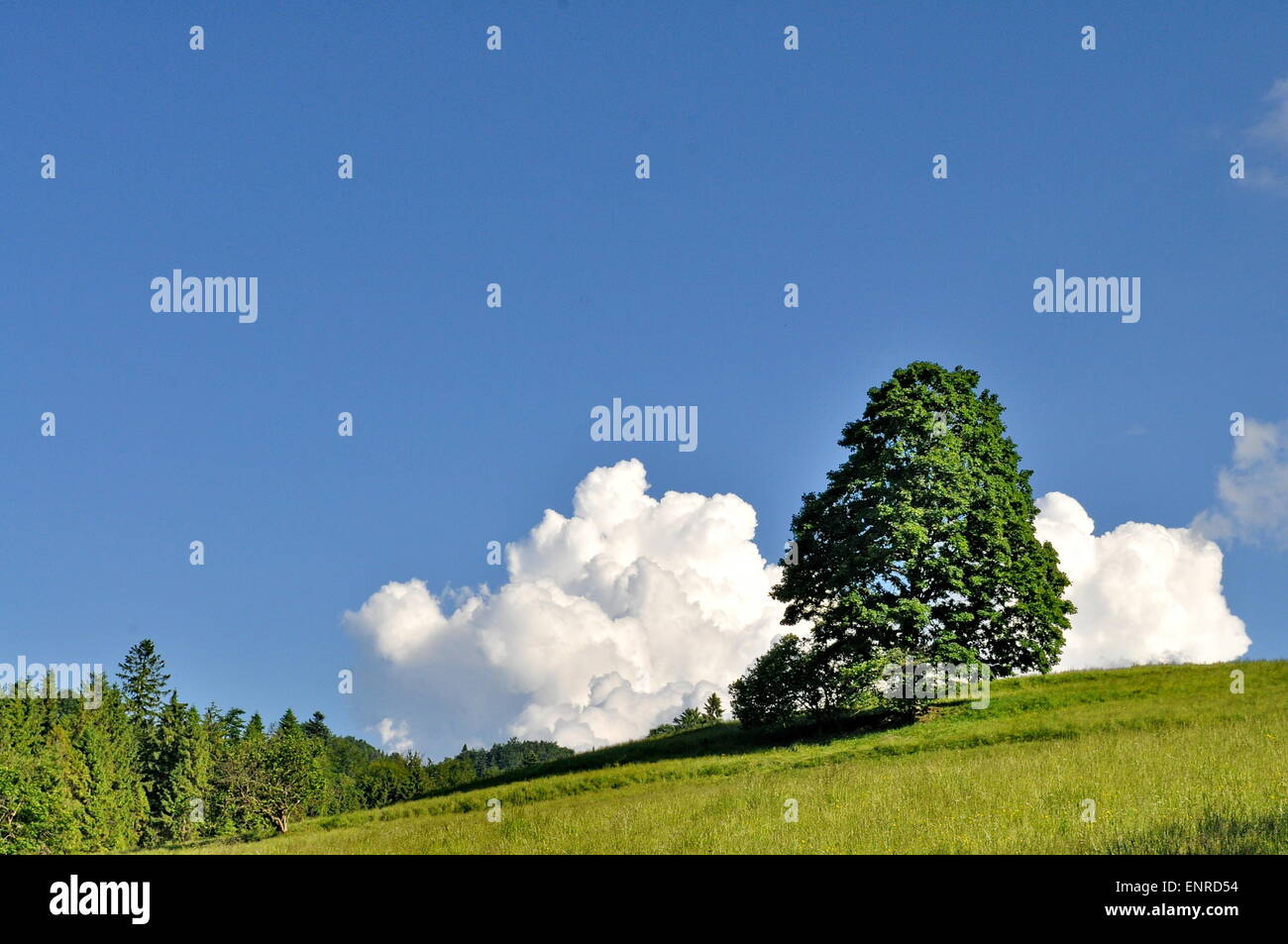 Tree on a hill with blue sky and white clouds Stock Photo - Alamy