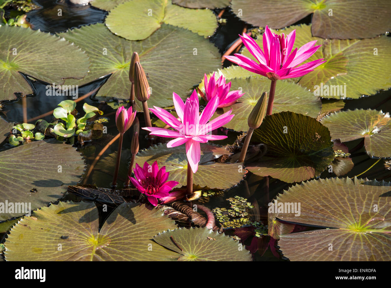Kerala water lilies hires stock photography and images Alamy