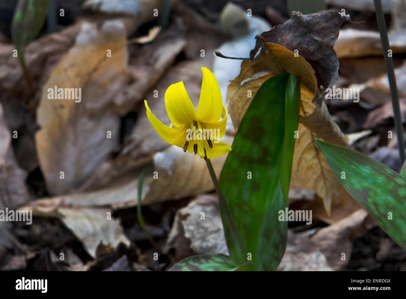 Adder's Tongue, a spring flower. Stock Photo