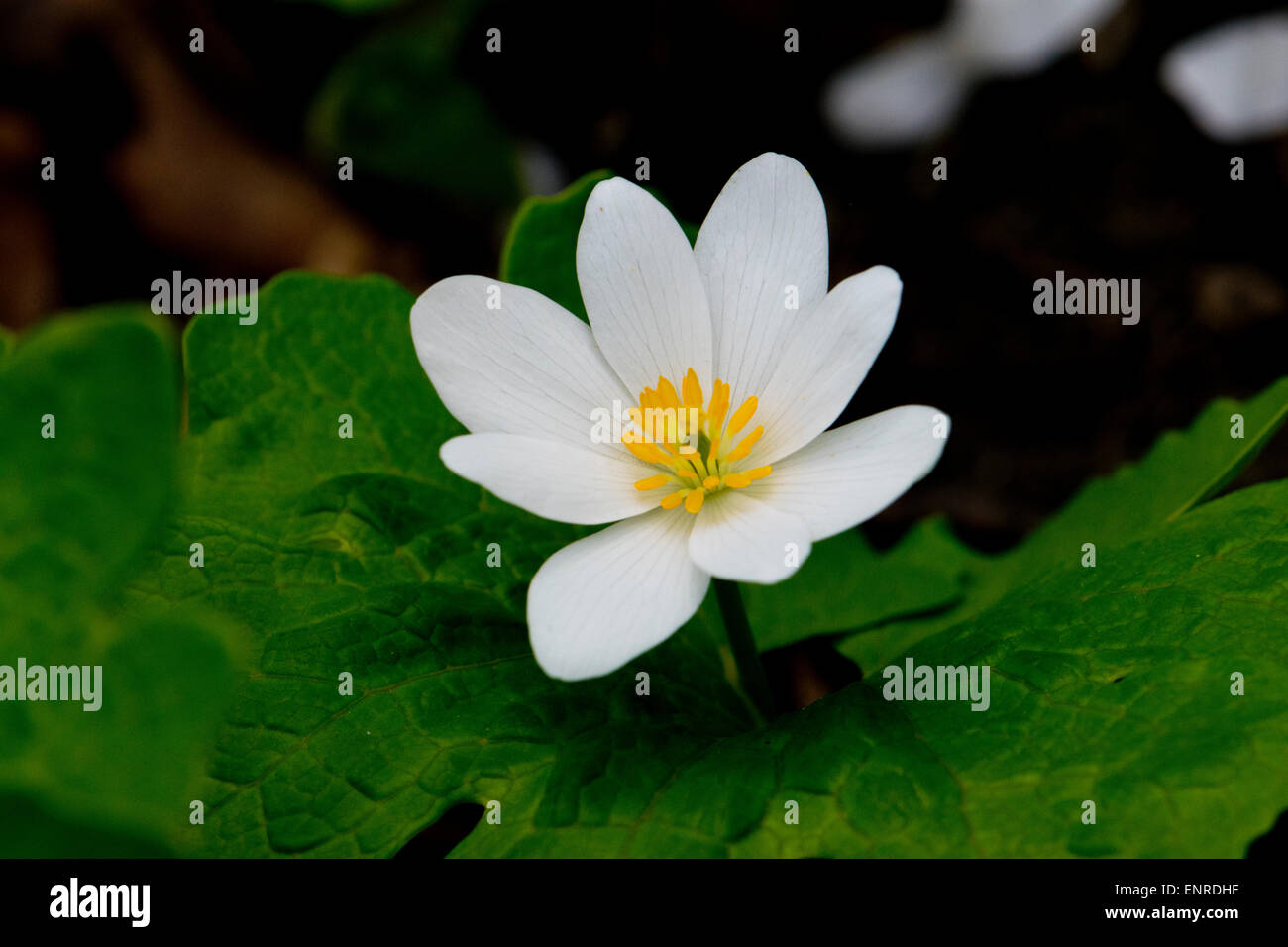 A Bloodroot flower in spring. Stock Photo