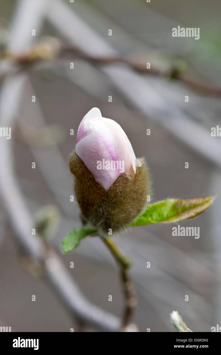 Magnolia bud hi-res stock photography and images - Alamy