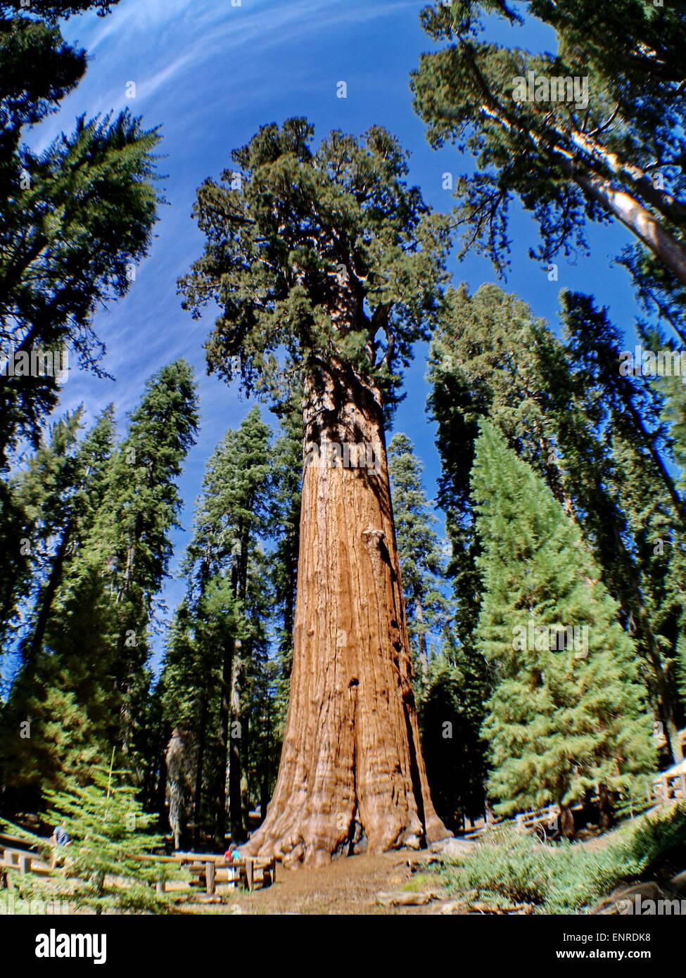 The General Sherman is a giant sequoia tree located in the Giant Forest of Sequoia National Park Stock Photo