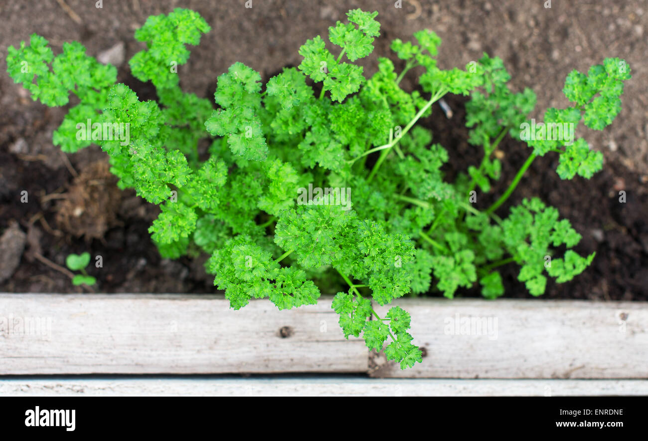 Top view of green young parsley seedlings Stock Photo Alamy