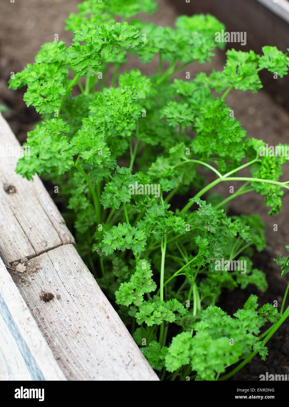 Top view of green young parsley seedlings Stock Photo Alamy