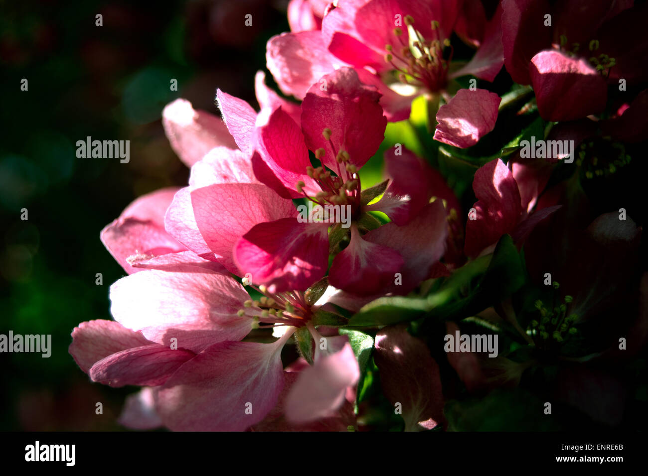 Crab apple tree flower, back lighting, pink flowers, green leaves Stock Photo