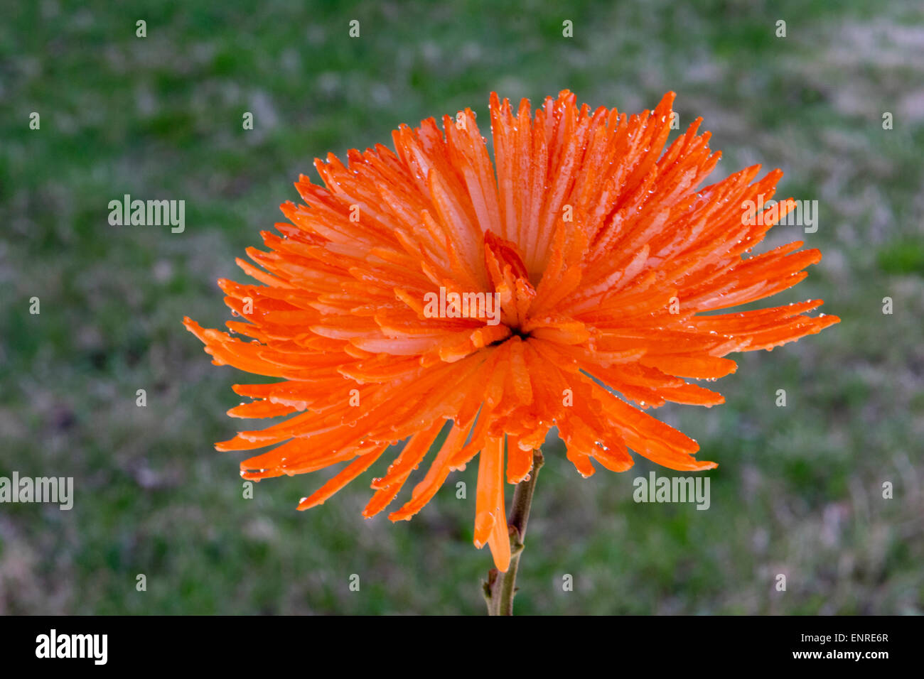 An orange Spider Mum blossom. Stock Photo