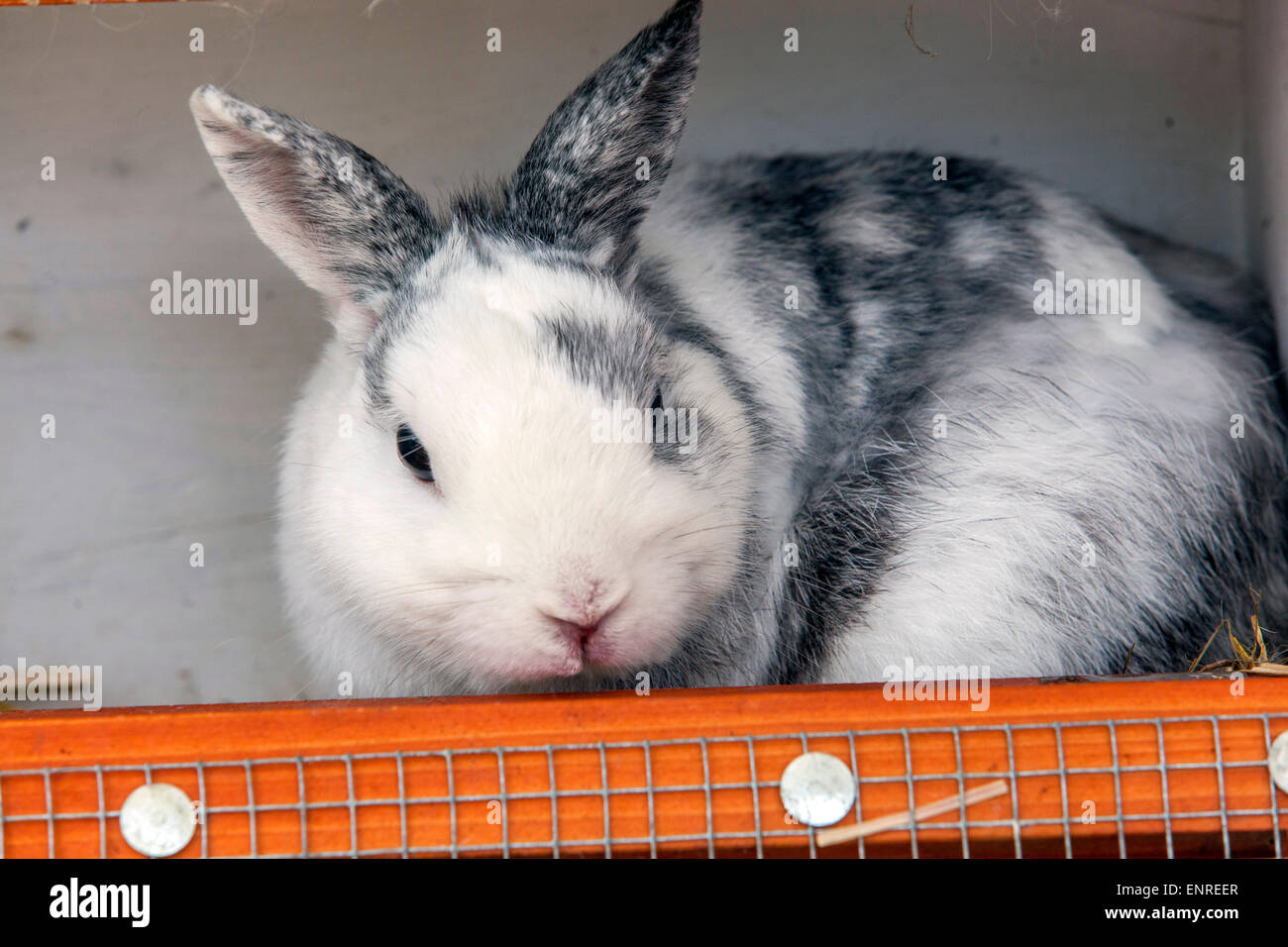 Life-Size Chinese New Year rabbit Cardboard Cutout