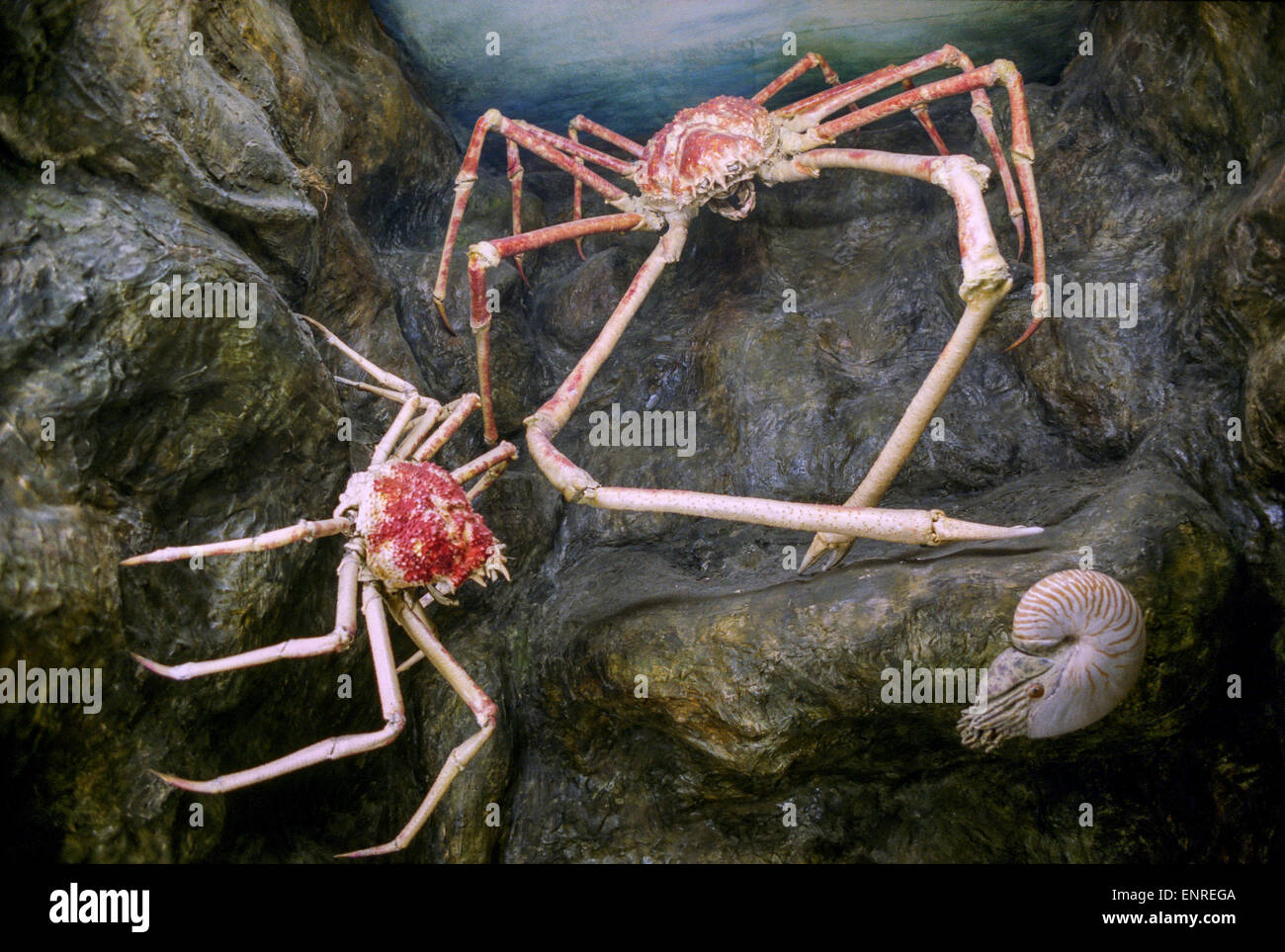 Macrocheira kaempferi Japanese spider crab, Stock Photo