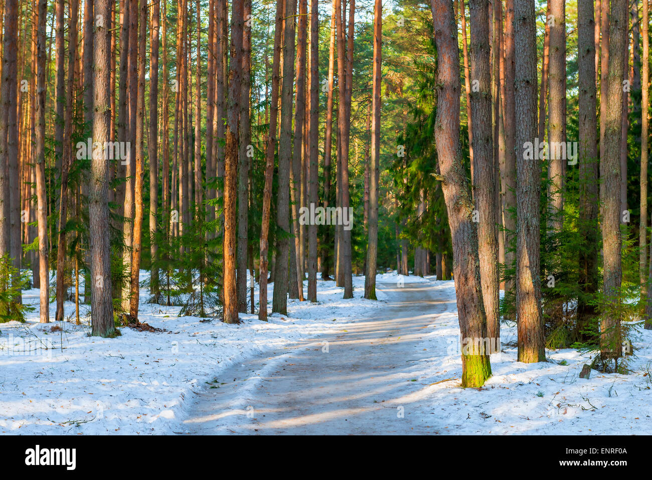 snowy road in a mixed forest in winter Stock Photo