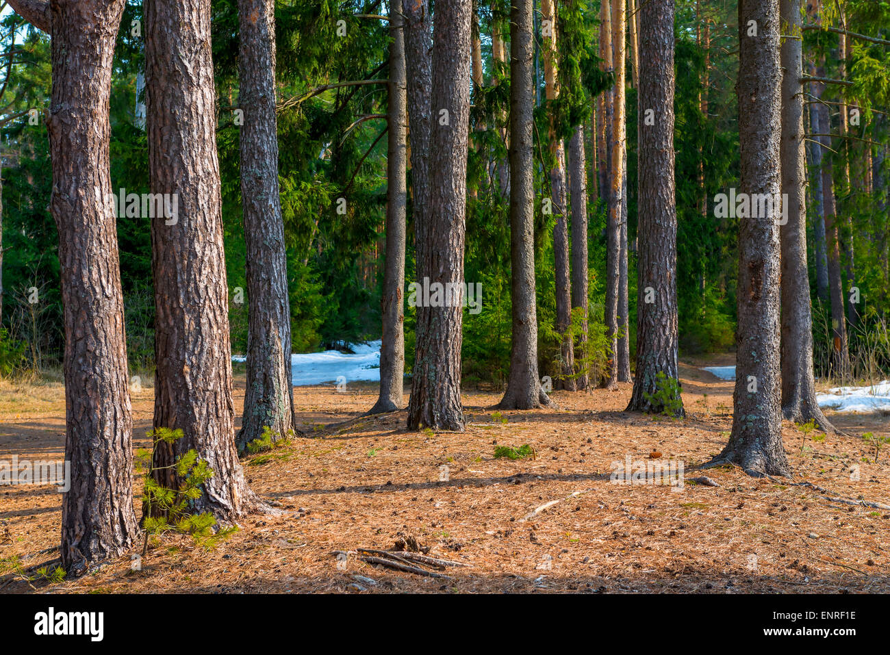 Spring landscape of lake and pine growing on the shore Stock Photo - Alamy