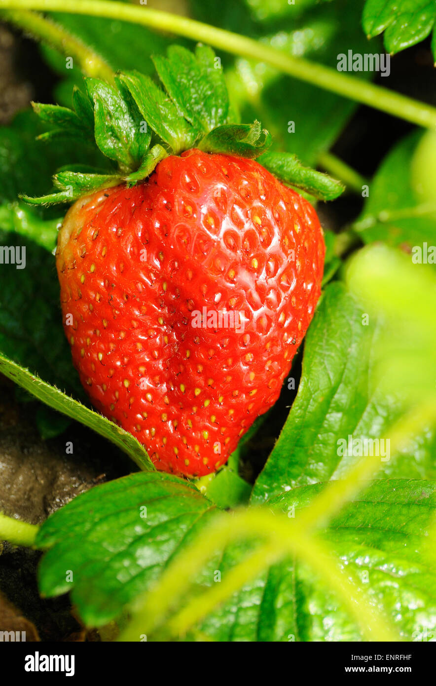 red ripe strawberry on the bush growing Stock Photo - Alamy