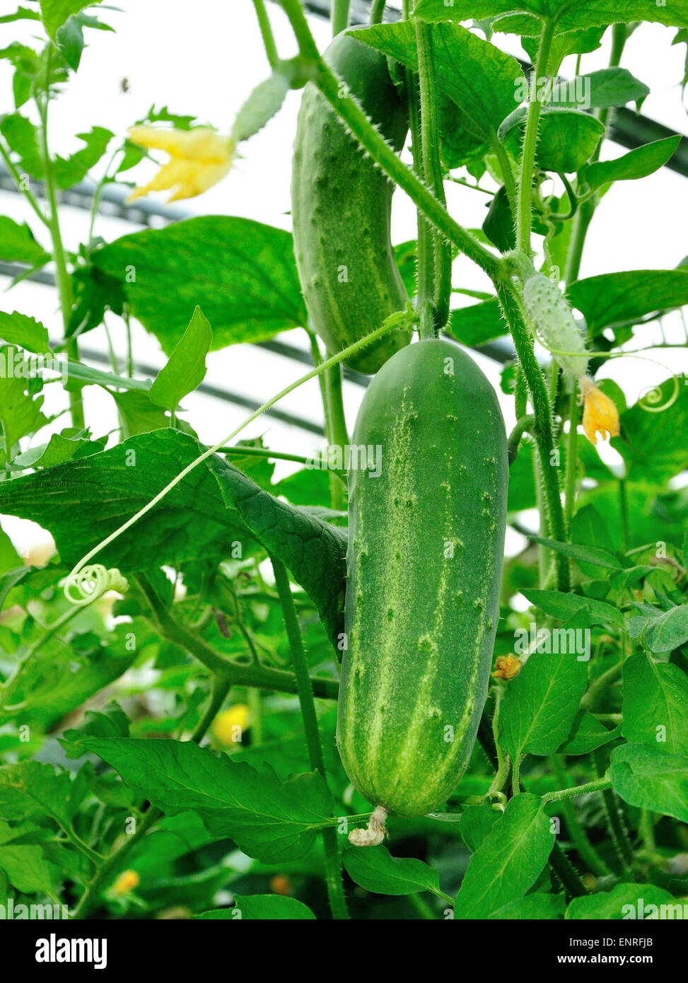 Big ripe green cucumber growing in hothouse Stock Photo Alamy