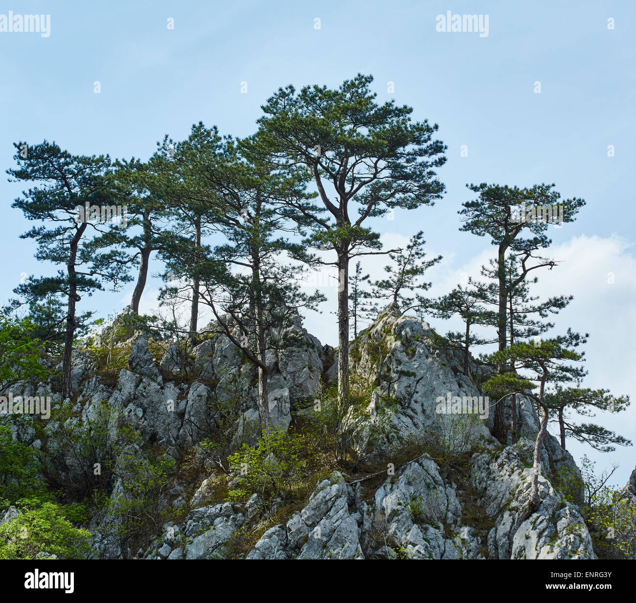 Pinus nigra banatica on mountains peak in Romania Stock Photo