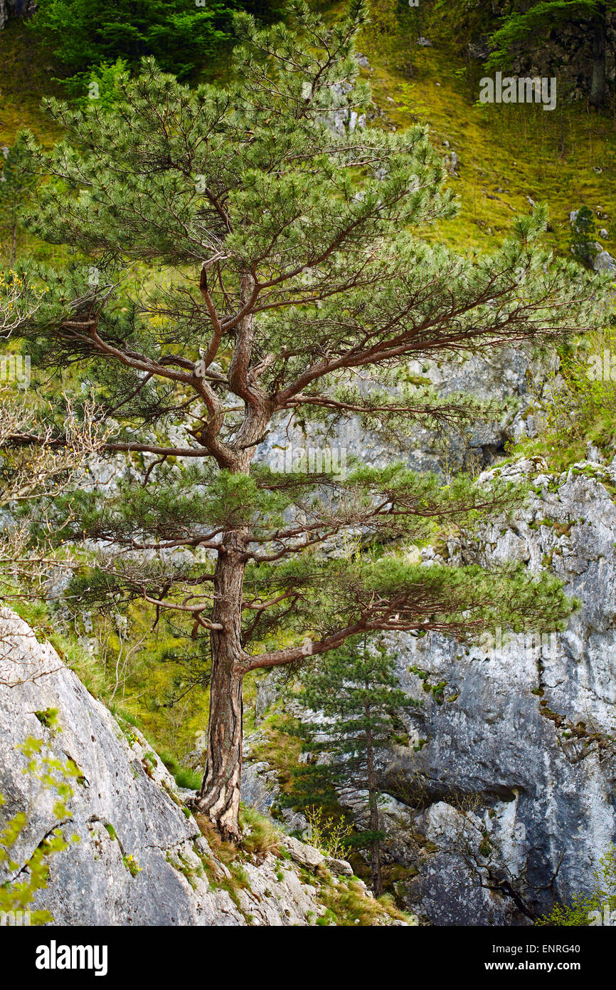 Pinus nigra banatica on mountains peak in Romania Stock Photo