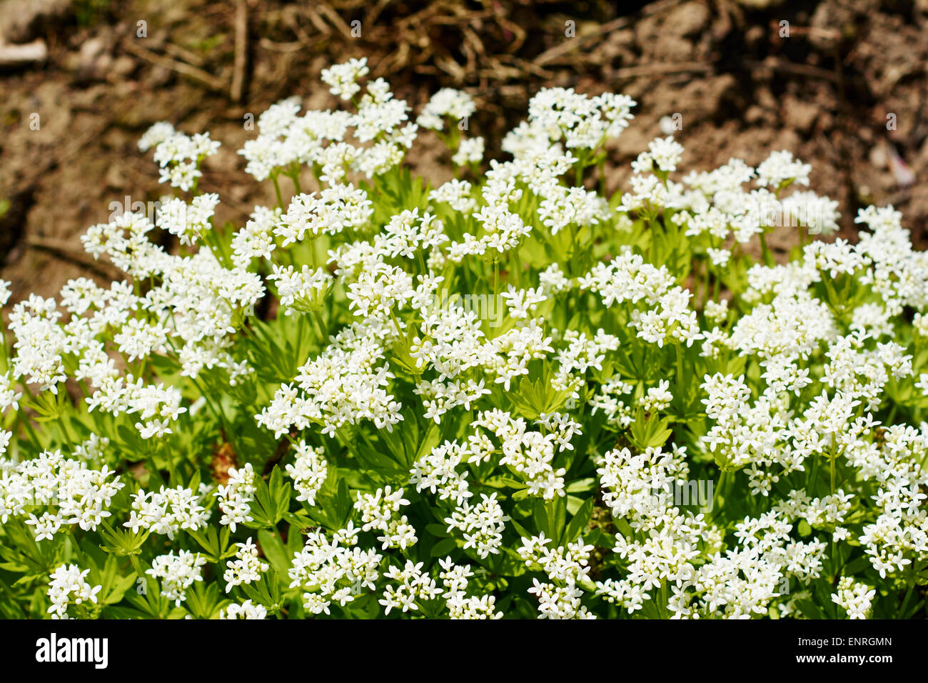 Sweetscented bedstraw flowering Stock Photo