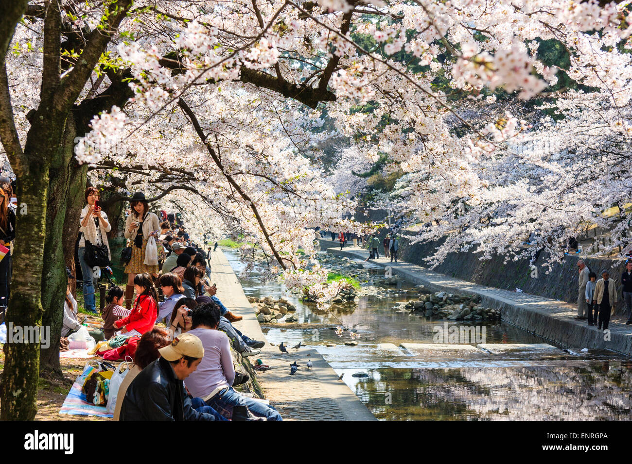 Crowded springtime scene of people walking under rows of cherry blossom tress while others sitting in groups picnicking by the Shukugawa river, Japan. Stock Photo