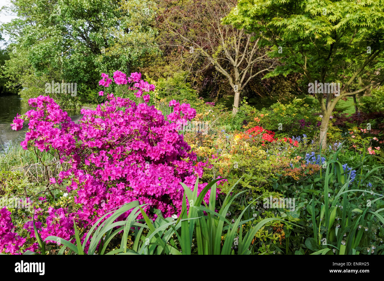 Shrubs and flowers blooming in a park during spring Stock Photo