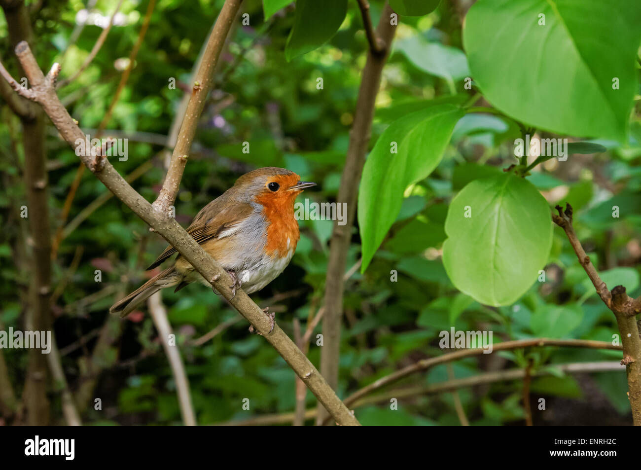 European robin Erithacus rubecula perching in a shrub Stock Photo - Alamy