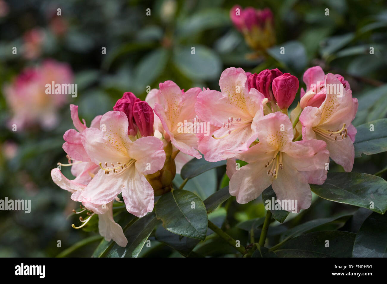 Rhododendron 'Percy Wiseman'. Stock Photo