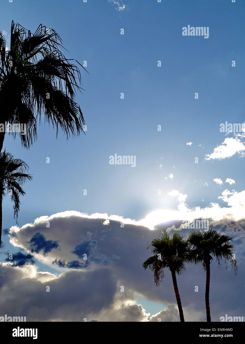 Trees of palm hi-res stock photography and images - Alamy