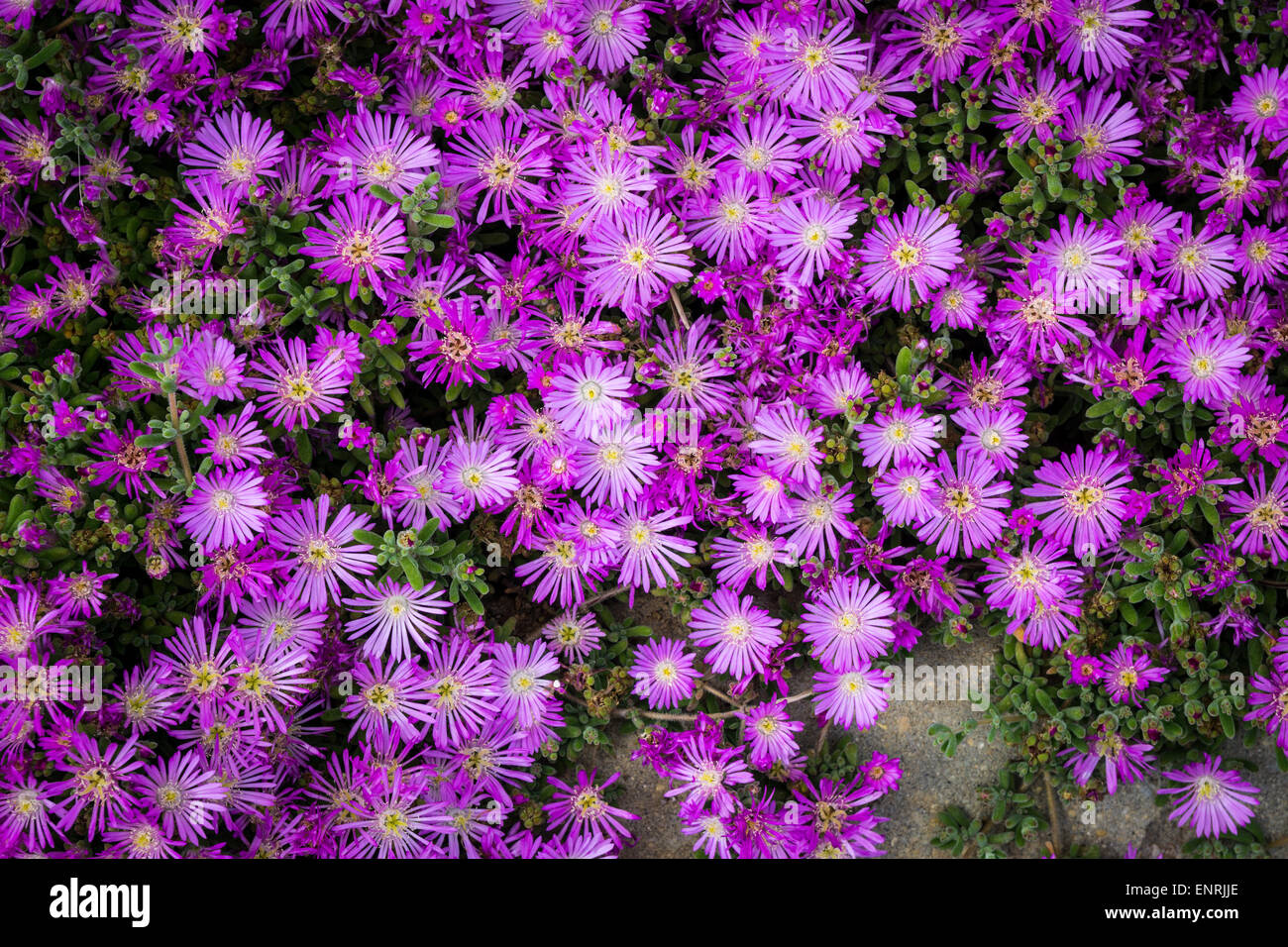 Lampranthus Spectabilis or trailing ice plant in flower. Stock Photo