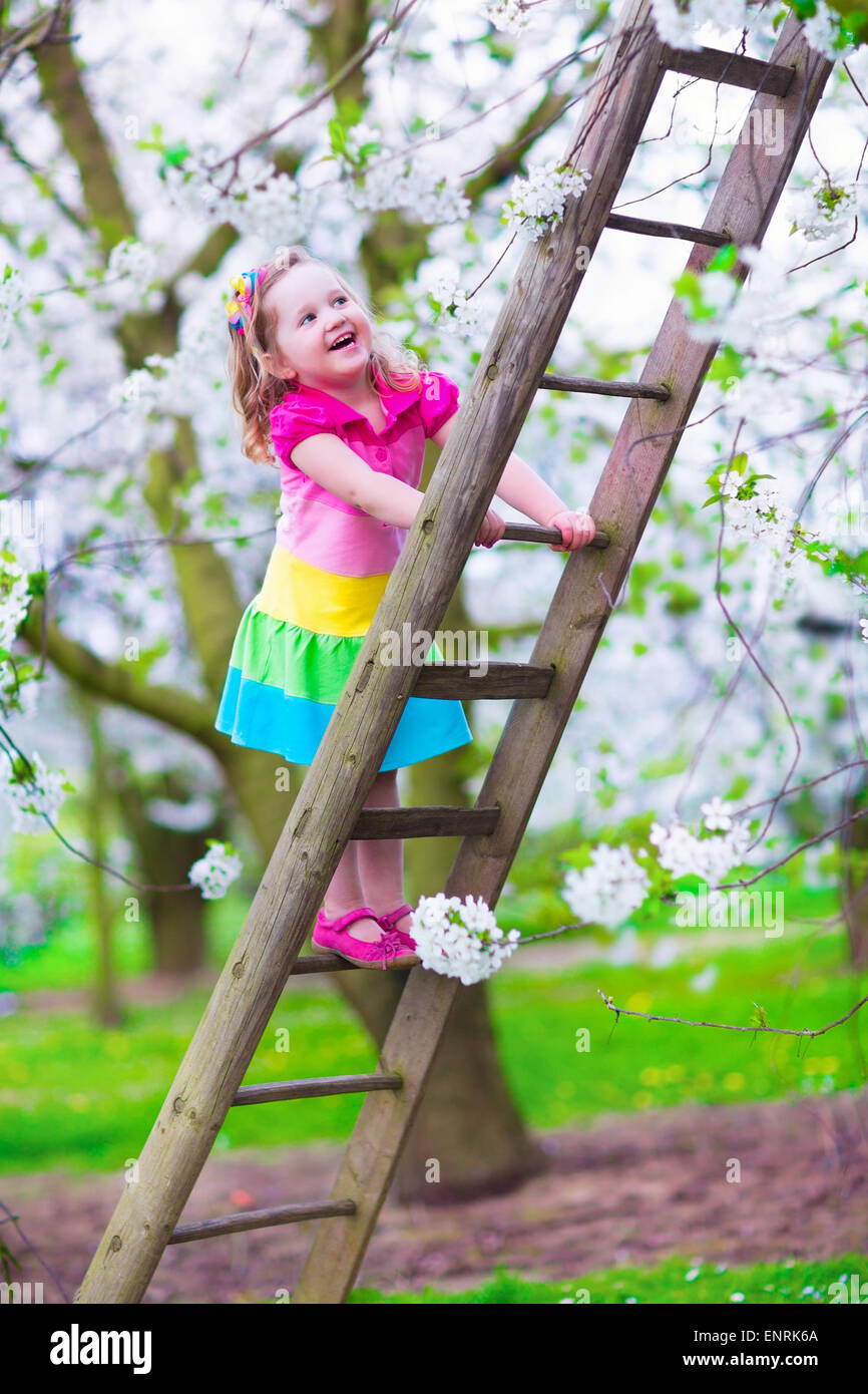Little girl climbing a ladder in a fruit garden. Child playing in blooming cherry and apple tree orchard. Stock Photo