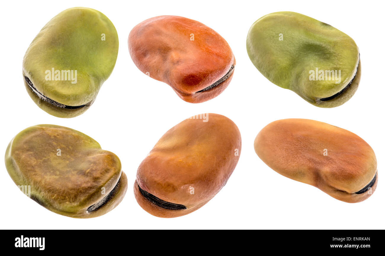 fava (broad) bean - six seeds isolated with clipping paths Stock Photo