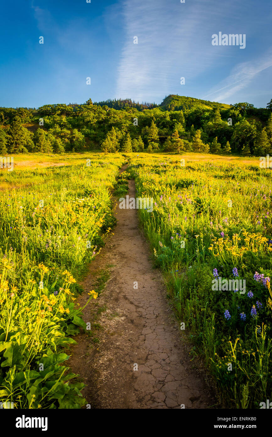 Wildflowers along a trail, at Tom McCall Nature Preserve, Columbia River Gorge, Oregon. Stock Photo